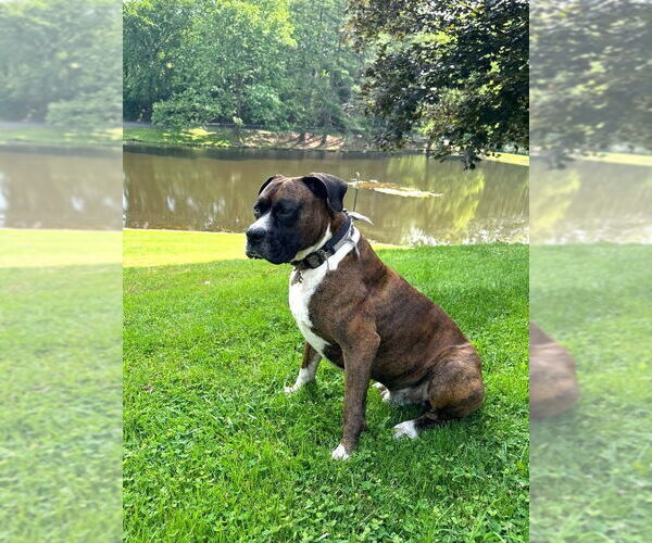 Medium Photo #3 Boxer Puppy For Sale in Ripley, WV, USA