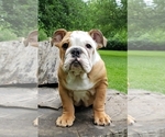 Small Photo #5 English Bulldog Puppy For Sale in BURTON, MI, USA
