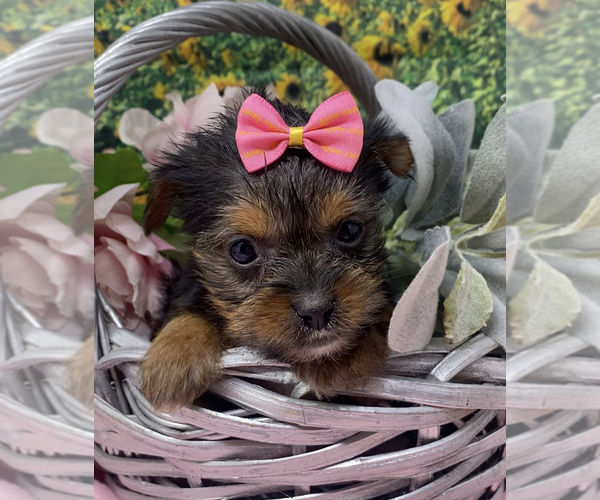 Medium Photo #5 Shorkie Tzu Puppy For Sale in SELLERSBURG, IN, USA