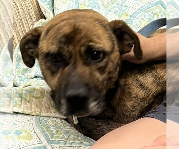 Medium Photo #1 Labrador Retriever-Pug Mix Puppy For Sale in Mt. Laurel, NJ, USA