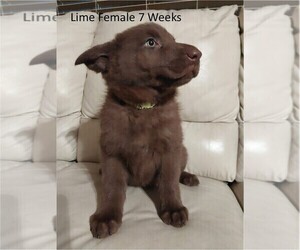 German Shepherd Dog Puppy for sale in BUSHNELL, FL, USA