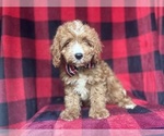 Small #4 Cavapoo