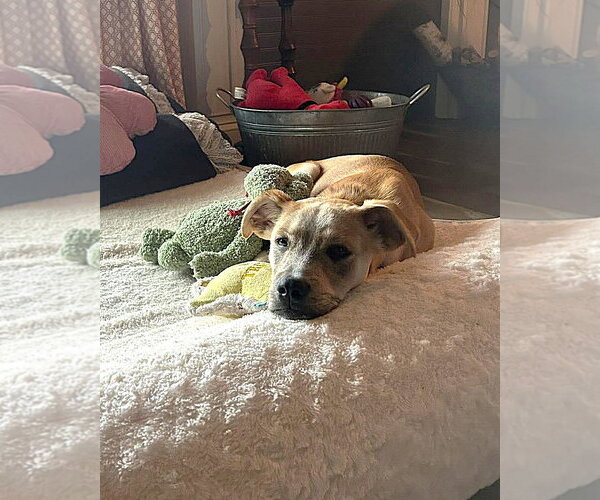 Medium Photo #14 Mutt Puppy For Sale in MECHANICSBURG, PA, USA