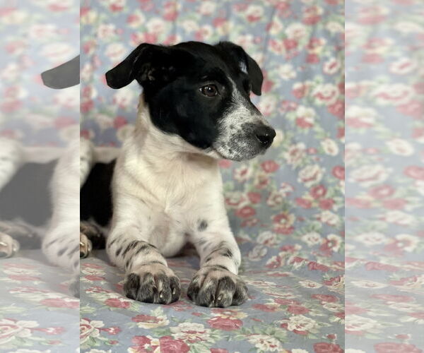 Medium Photo #2 Rat Terrier-Unknown Mix Puppy For Sale in Rockaway, NJ, USA