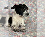 Small #1 Rat Terrier Mix
