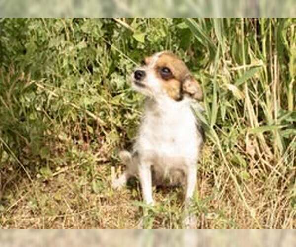 Medium Photo #4 Chihuahua-Unknown Mix Puppy For Sale in MIDWAY, UT, USA