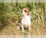 Small #3 Chihuahua Mix