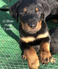 Rottweiler Puppy for sale in WADSWORTH, OH, USA
