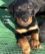Small Photo #1 Rottweiler Puppy For Sale in WADSWORTH, OH, USA