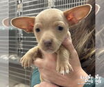 Small #2 Chihuahua Mix