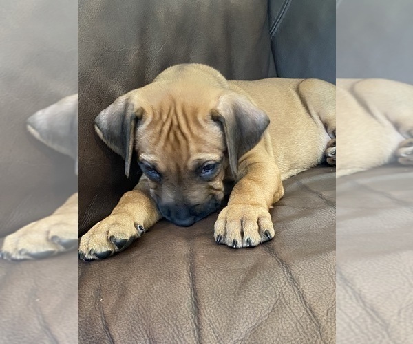 Medium Photo #8 Rhodesian Ridgeback Puppy For Sale in KELLER, TX, USA