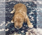 Small Photo #11 Labradoodle Puppy For Sale in MIFFLINBURG, PA, USA