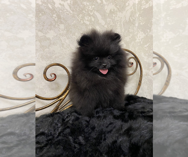 Medium Photo #4 Pomeranian Puppy For Sale in Chisinau, Chisinau Municipality, Moldova