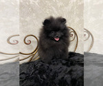 Small #3 Pomeranian