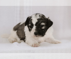 Zuchon Dog for Adoption in ELKTON, Kentucky USA