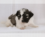 Small Photo #1 Zuchon Puppy For Sale in ELKTON, KY, USA