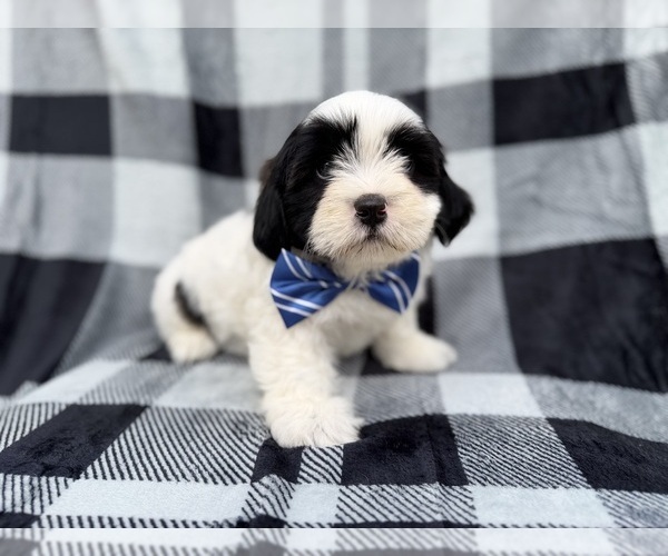 Medium Photo #9 Zuchon Puppy For Sale in LAKELAND, FL, USA