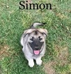 Small Photo #1 German Shepherd Dog-Timber Wolf Mix Puppy For Sale in BROKEN ARROW, OK, USA