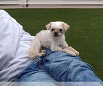 Small #1 Maltese Mix