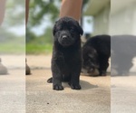 Small #3 Shepradors