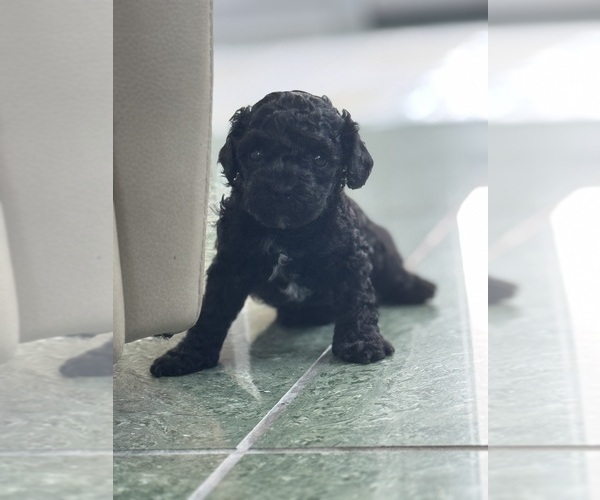 Medium Photo #53 Cavapoo-Poodle (Toy) Mix Puppy For Sale in PENSACOLA, FL, USA