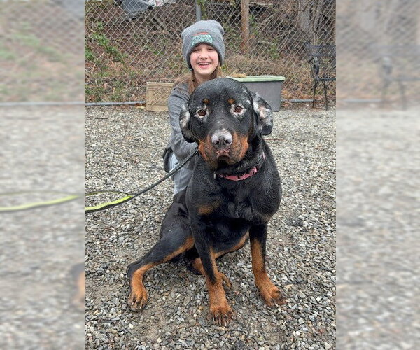 Medium Photo #3 Rottweiler Puppy For Sale in Hillsboro, NH, USA