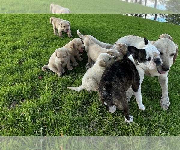 Medium Photo #27 Golden Labrador Puppy For Sale in BUCKEYE, AZ, USA