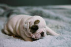 Small Photo #4 English Bulldog Puppy For Sale in DEMOREST, GA, USA