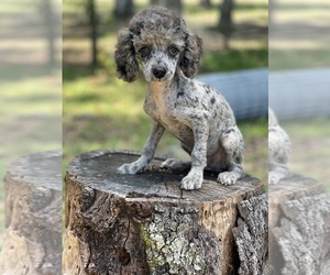 Poodle (Toy) Puppy for sale in DE LEON SPRINGS, FL, USA