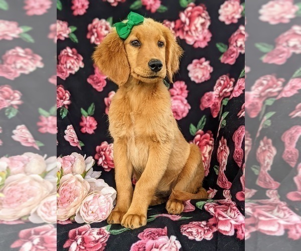 Medium Photo #2 Golden Retriever Puppy For Sale in OXFORD, PA, USA