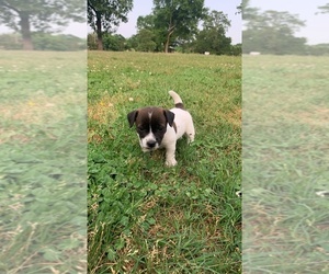 Jack Russell Terrier Puppy for sale in MENA, AR, USA