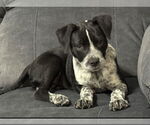Small #7 Mutt