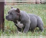 Small Photo #2 American Bully Puppy For Sale in BURLINGTON JUNCTION, MO, USA