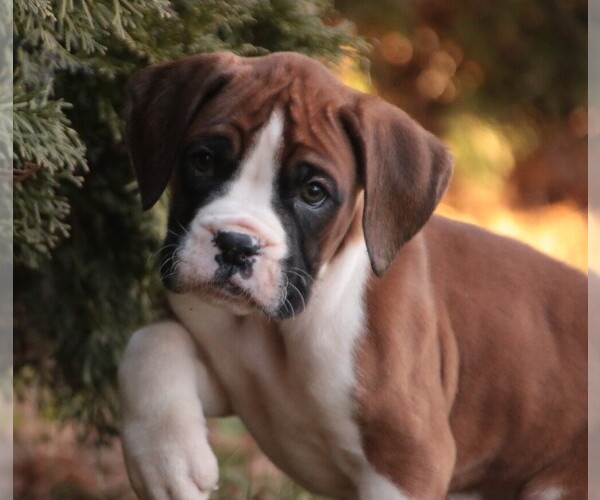 Medium Photo #1 Boxer Puppy For Sale in SHIPSHEWANA, IN, USA