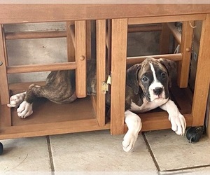 Boxer Puppy for sale in BELMONT, NH, USA