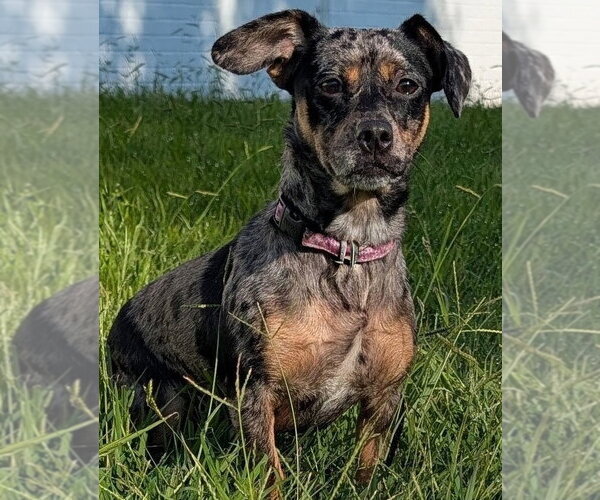 Medium Photo #4 Chiweenie Puppy For Sale in Shelbyville, TN, USA