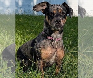 Pepper in TN - Female Chiweenie Dog for Adoption - Photo #4