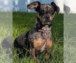 Small #3 Chiweenie