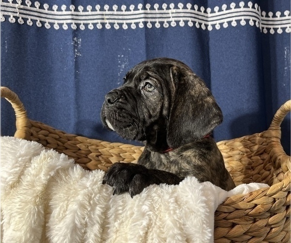Medium Photo #2 Cane Corso Puppy For Sale in VOLUNTOWN, CT, USA