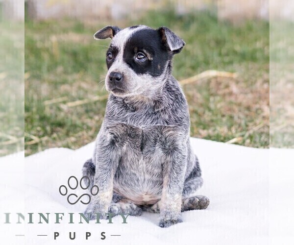 Medium Photo #3 Australian Cattle Dog Puppy For Sale in CHAMBERSBURG, PA, USA