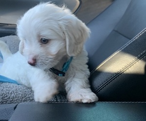 Maltese-Poodle (Standard) Mix Puppy for sale in OCEANSIDE, CA, USA