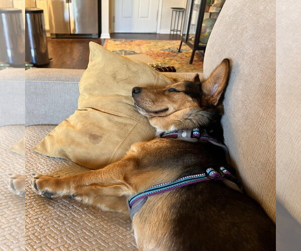 Medium Photo #2 Mutt Puppy For Sale in Overland Park, KS, USA
