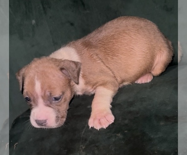Medium Photo #8 American Bully Puppy For Sale in RICHMOND, VA, USA