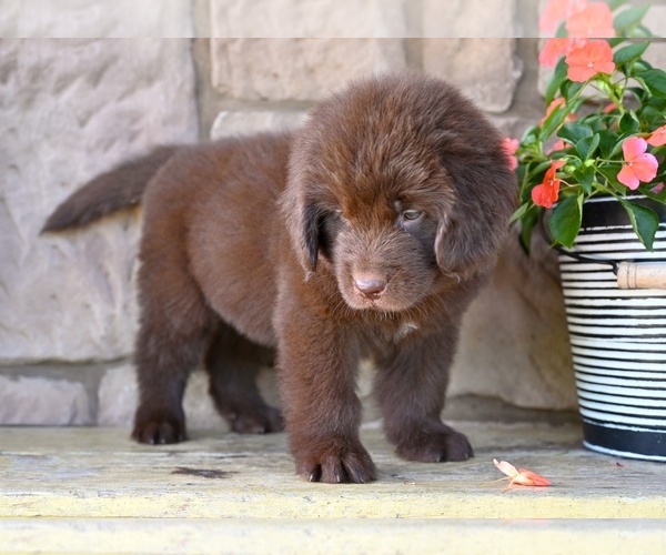 Medium Photo #10 Newfoundland Puppy For Sale in MILLERSBURG, OH, USA