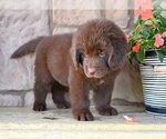 Small #9 Newfoundland