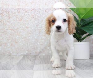 Cavapoo Puppy for sale in MARIETTA, GA, USA