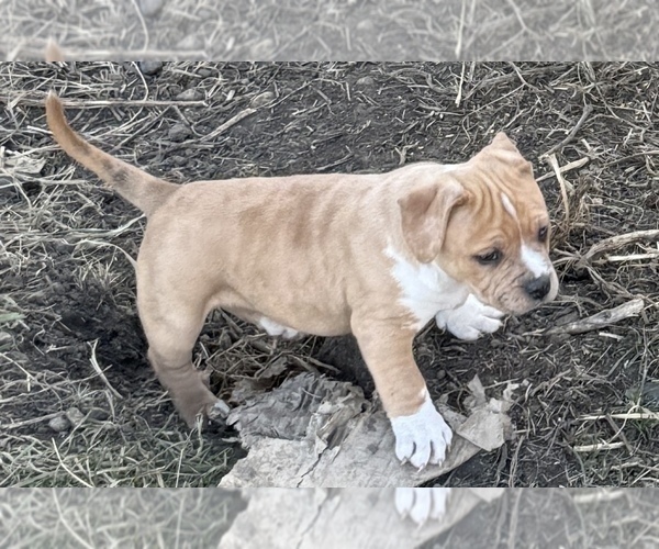 Medium Photo #6 American Bully Puppy For Sale in GROVE CITY, MN, USA