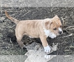 Small #5 American Bully