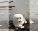 Puppy Burrata Australian Shepherd