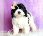Small #4 Cavapoo (Miniature)